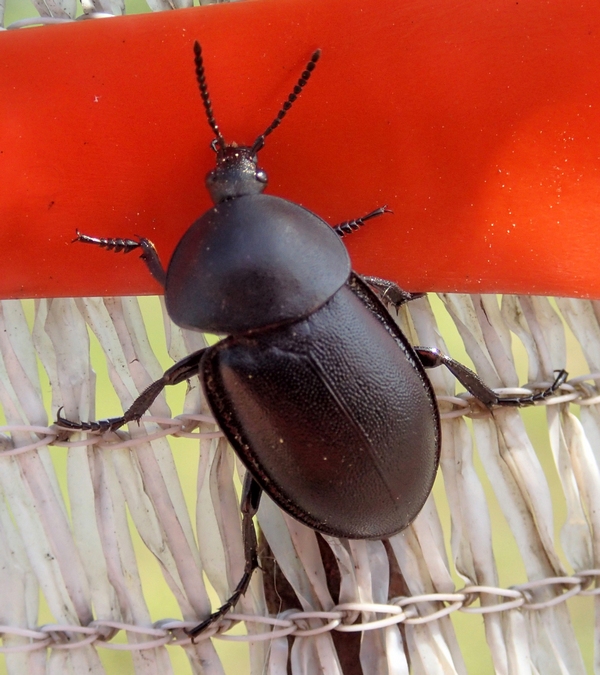 Ablattaria laevigata - Silphidae